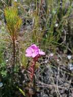 Image of Drosera cuneifolia L. fil.