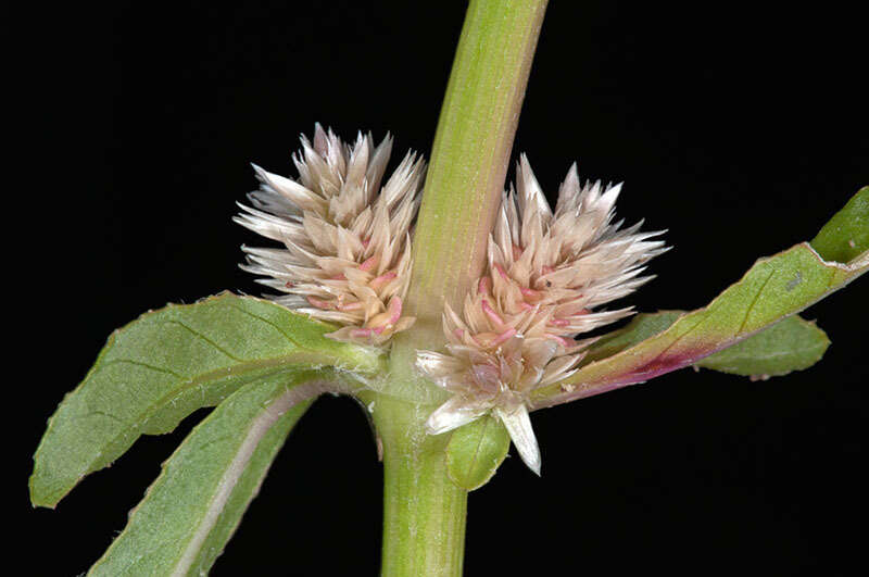 Imagem de Alternanthera denticulata R. Br.