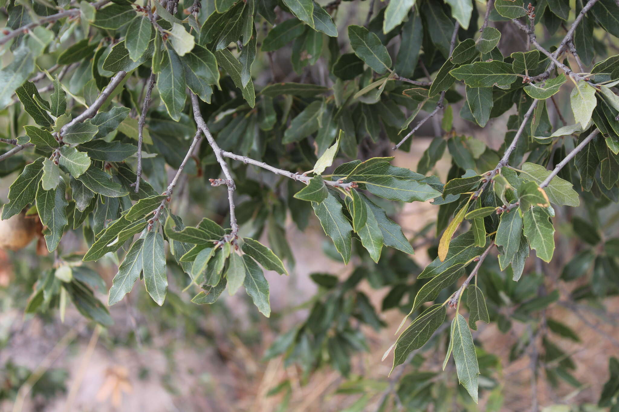 Imagem de Quercus affinis Scheidw.