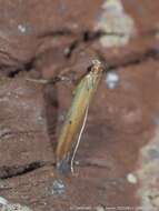 Image of Caloptilia violacella (Clemens 1860)