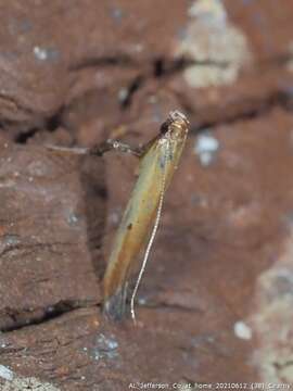 Image of Caloptilia violacella (Clemens 1860)