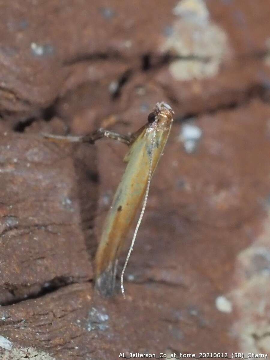 Image of Caloptilia violacella (Clemens 1860)