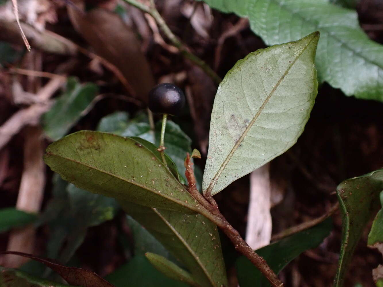 صورة Ardisia chinensis Benth.