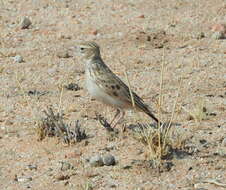 Image of Stark's Lark