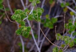 صورة Salvia garipensis