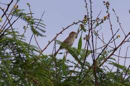 Cisticola chiniana (Smith & A 1843) resmi