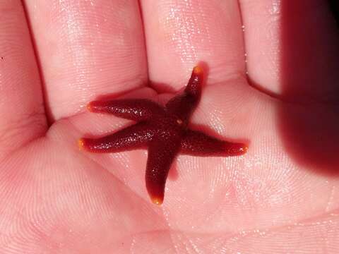 Image of Blood star