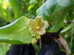 Image of Matelea crassifolia (Standl.) R. E. Woodson