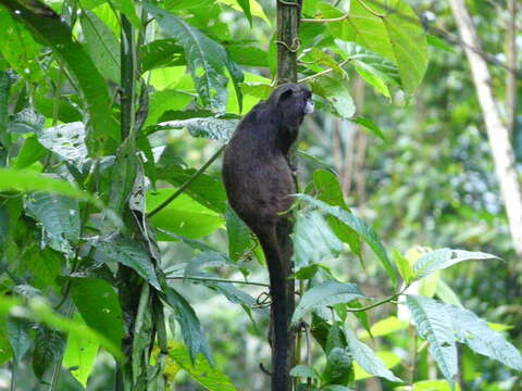 Image of Graells's tamarin