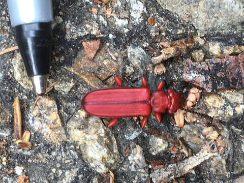 Image of Red Flat Bark Beetle