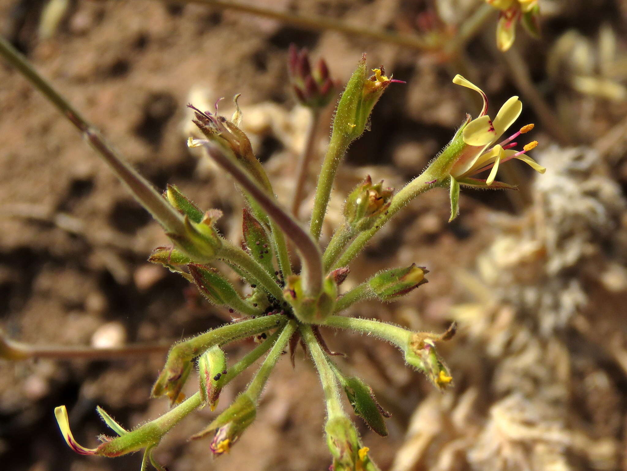 Image of Pelargonium aciculatum E. M. Marais