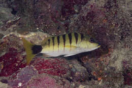 Image of Black-banded seaperch