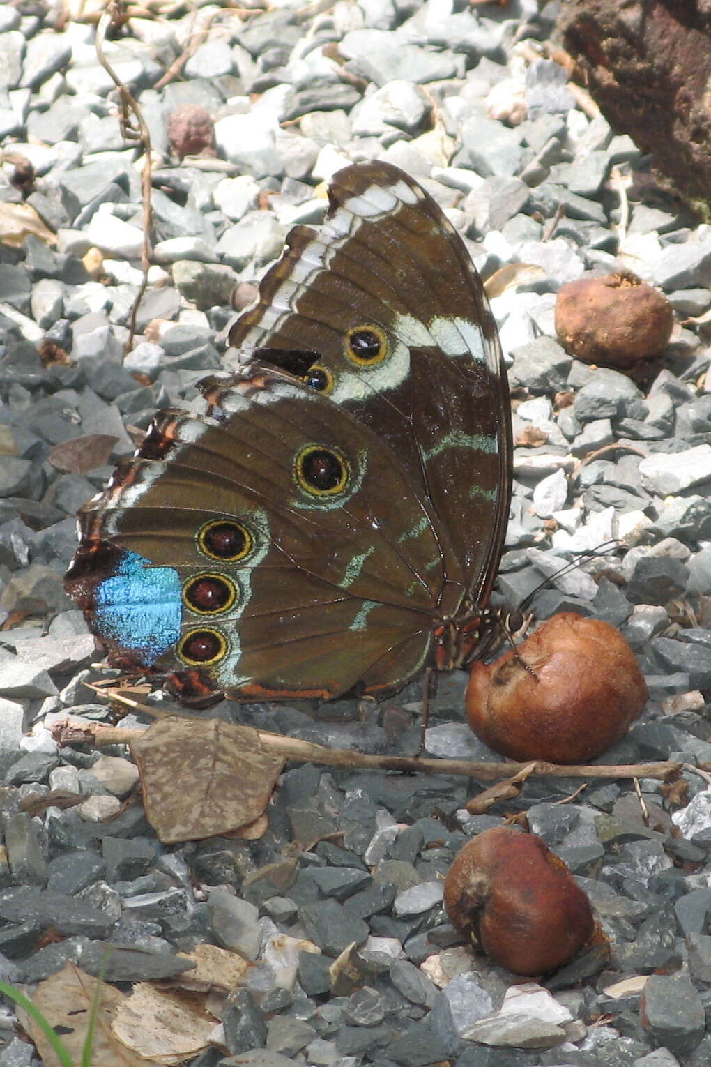 Morpho helenor achillides的圖片