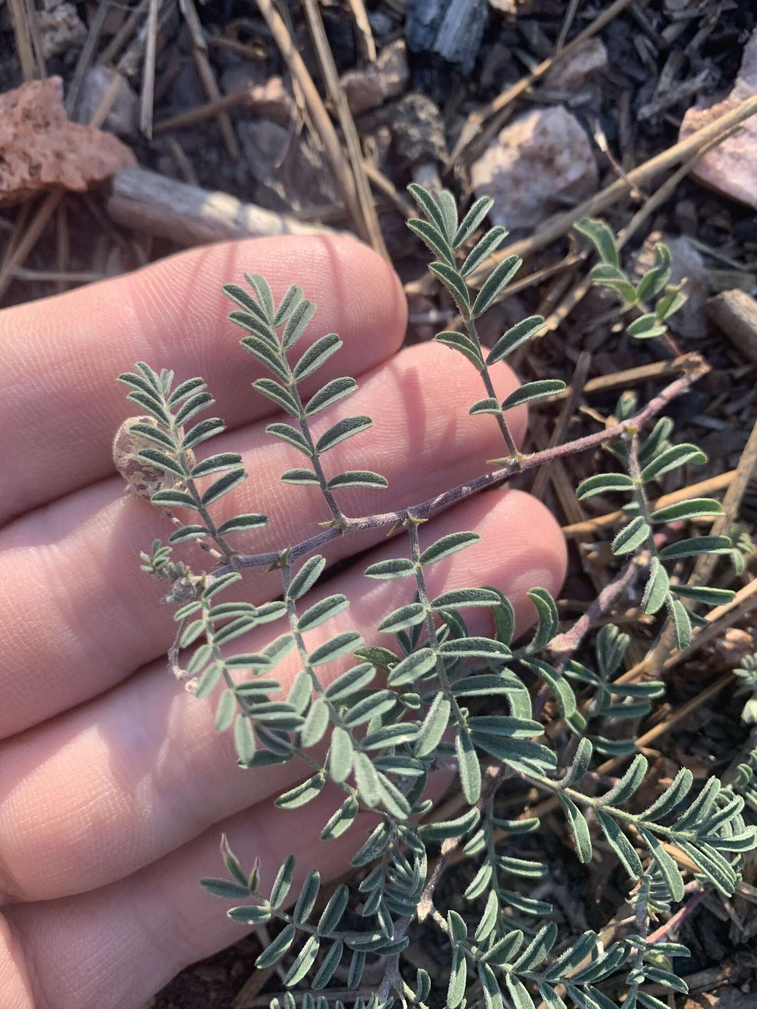 Sivun Astragalus subcinereus A. Gray kuva