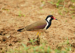 Image of Vanellus indicus atronuchalis (Jerdon 1864)