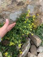 Слика од <i>Senecio fremontii</i> var. <i>inexpectatus</i> Cronquist