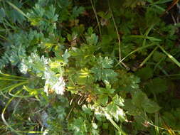 Imagem de Pulsatilla ajanensis Regel & Tiling