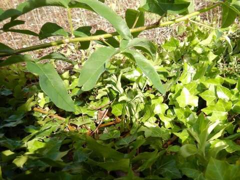 Image of Green-Flowered Helleborne