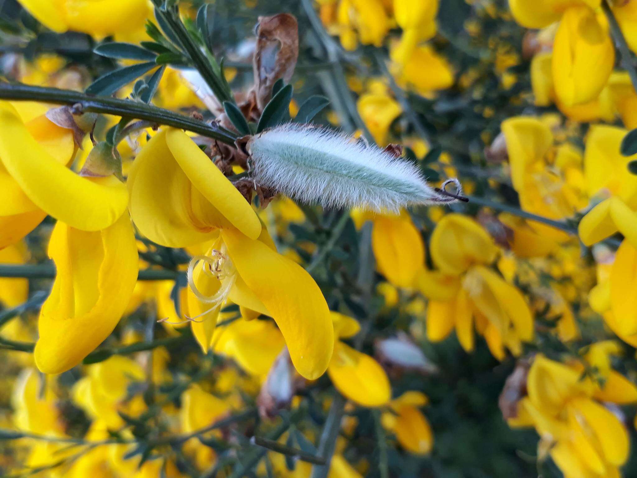 Image of striated broom