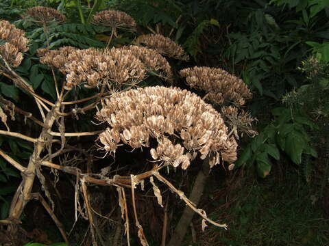 Слика од Daucus decipiens (Schrad. & J. C. Wendl.) Spalik, Wojew., Banasiak & Reduron