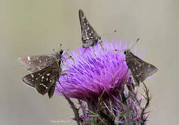 Image of Loammi Skipper