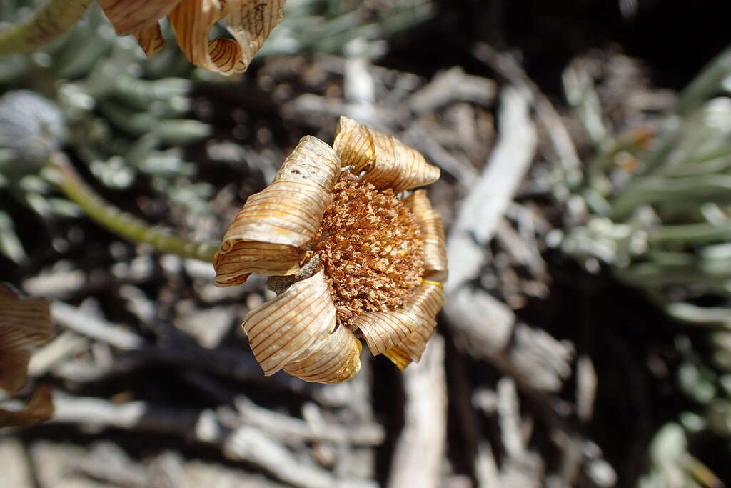 Imagem de Euryops othonnoides (DC.) B. Nordenst.