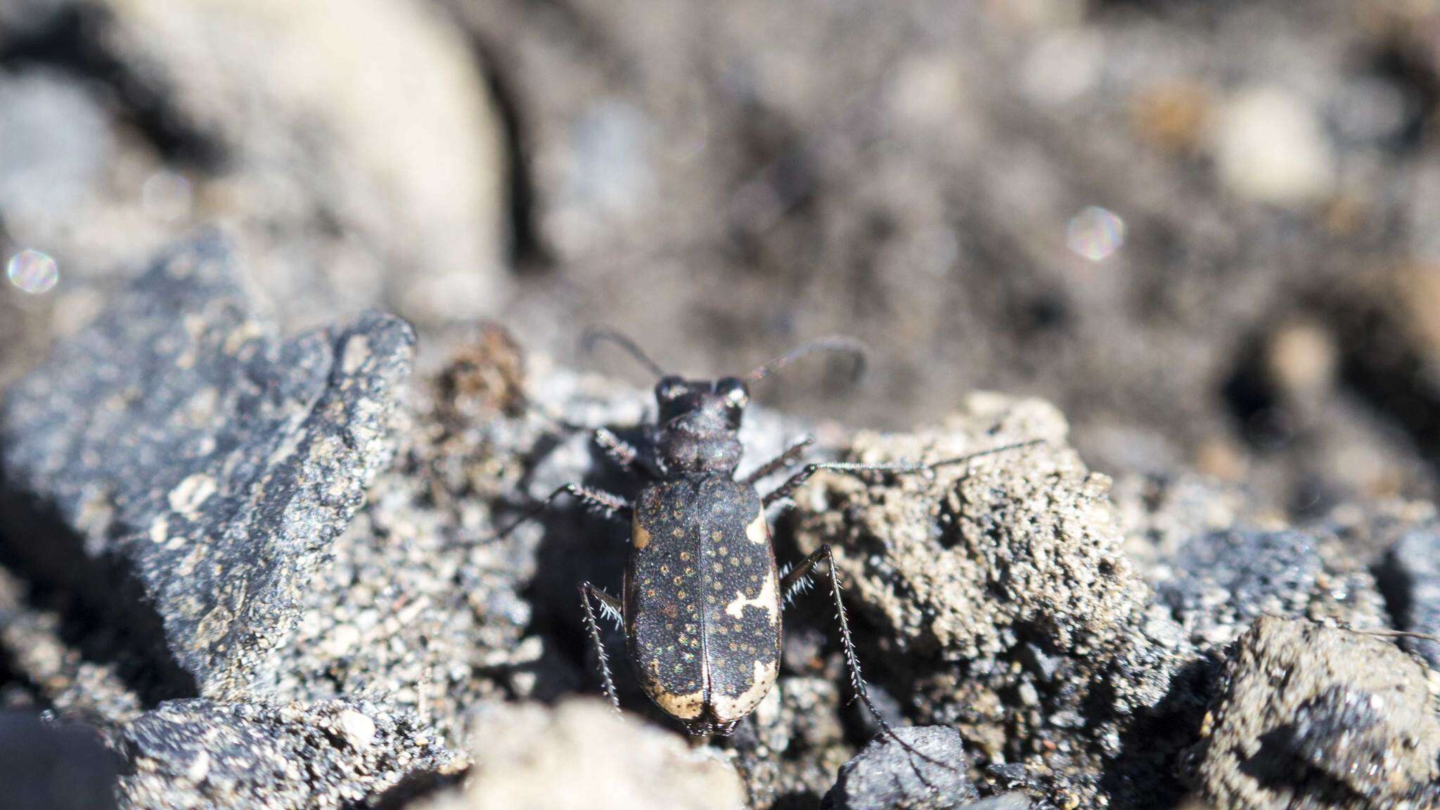 Image of Zecicindela helmsi (Sharp 1886)