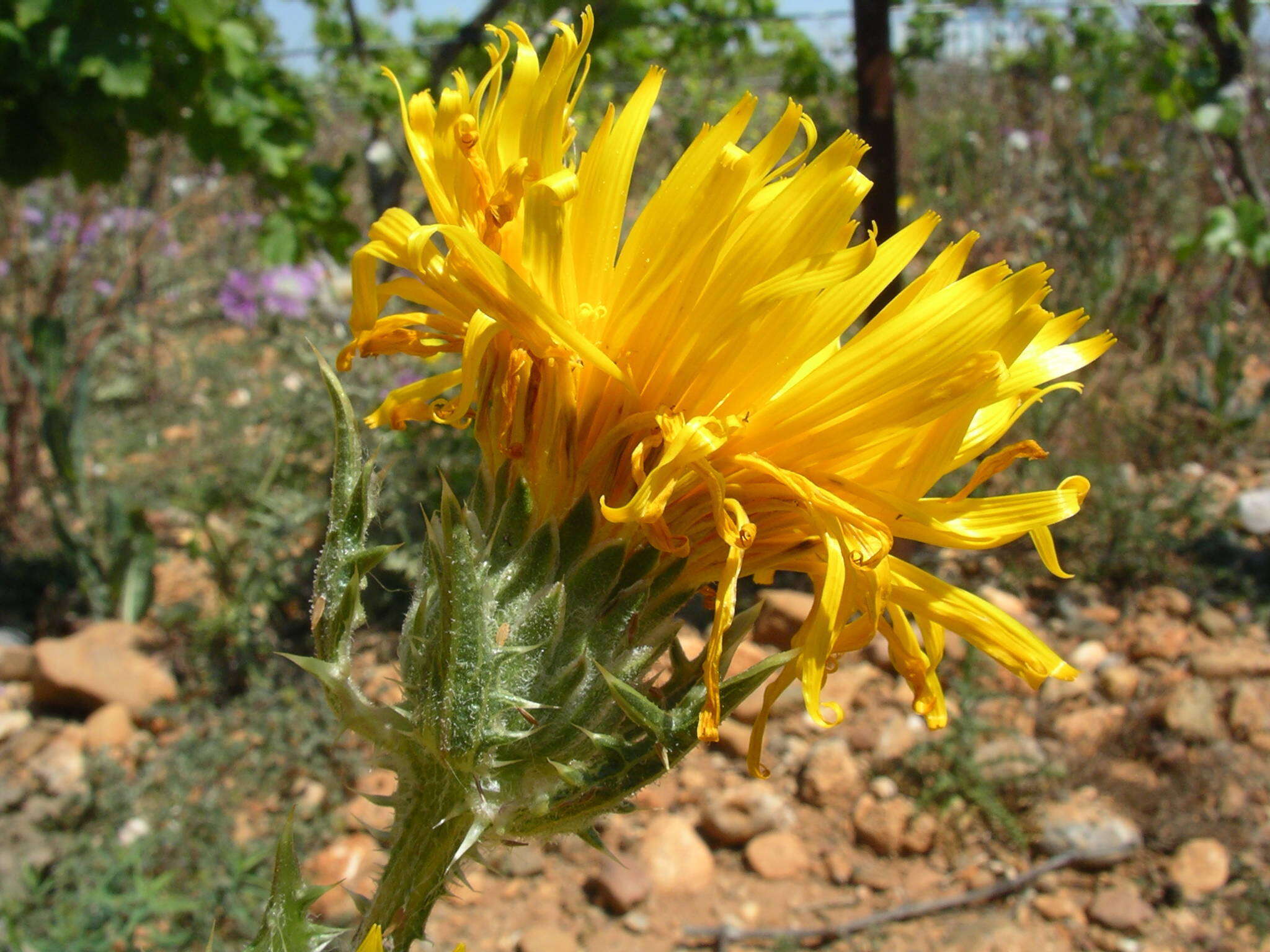 Image of Scolymus grandiflorus Desf.