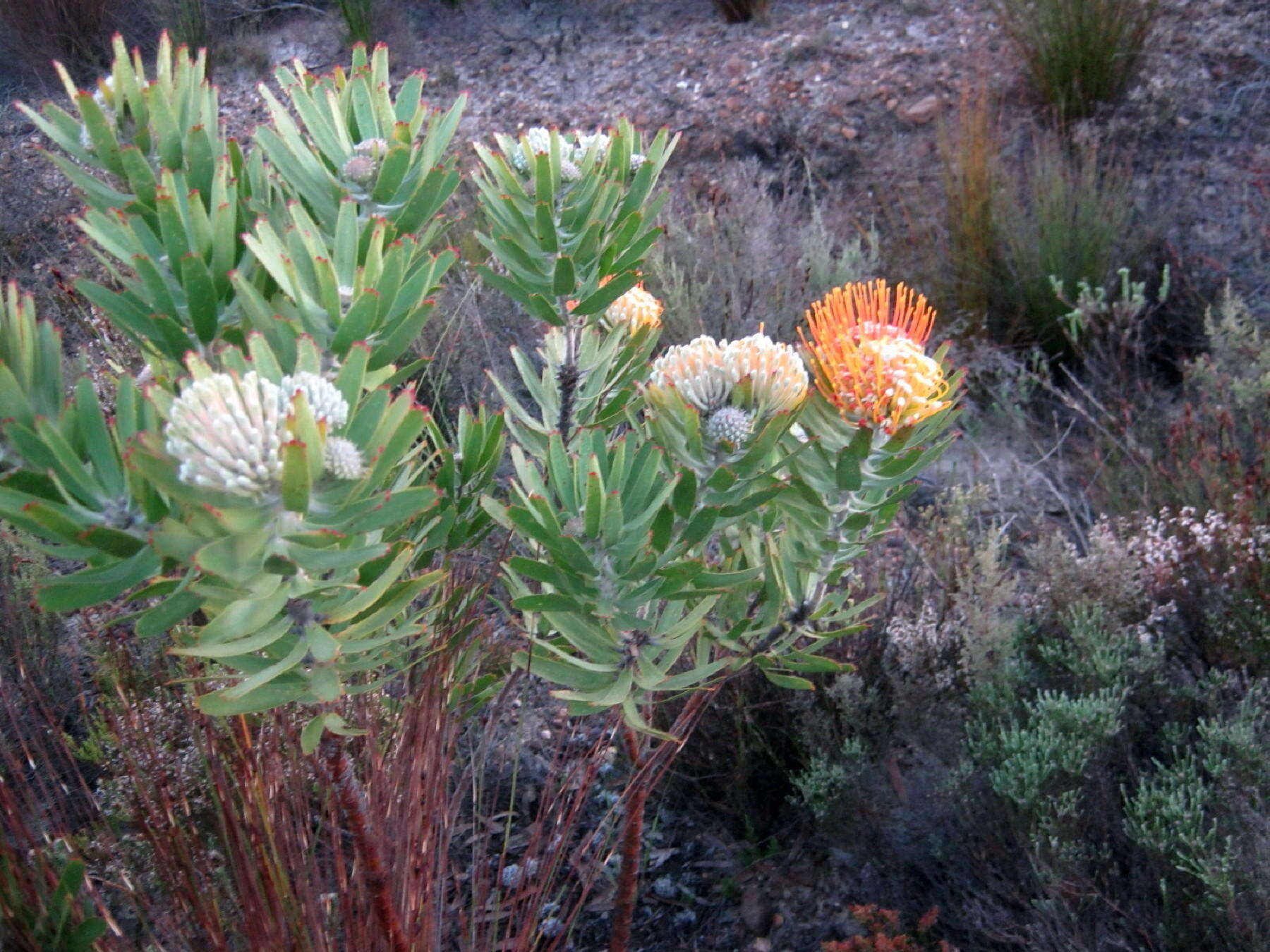 Image of Leucospermum erubescens Rourke