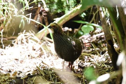 Image of Buffy-crowned Wood Partridge