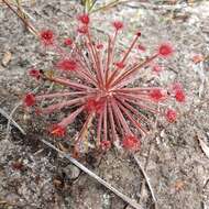 Image of Drosera petiolaris R. Br. ex DC.