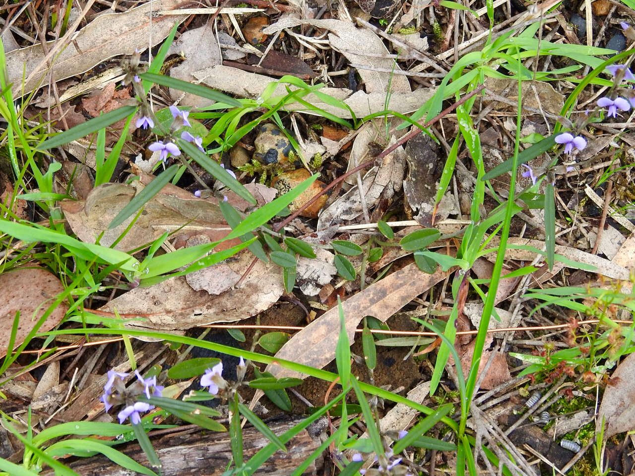 Слика од Hovea heterophylla Hook. fil.