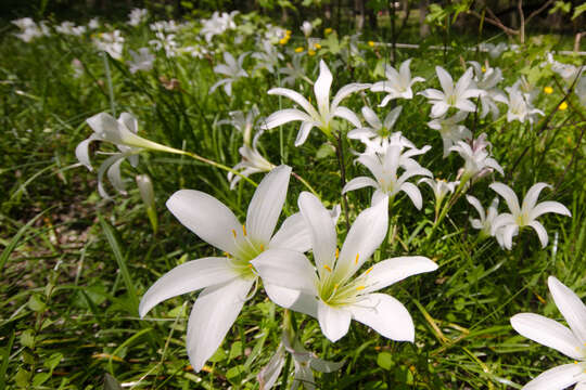 Image of Zephyranthes atamasco (L.) Herb.