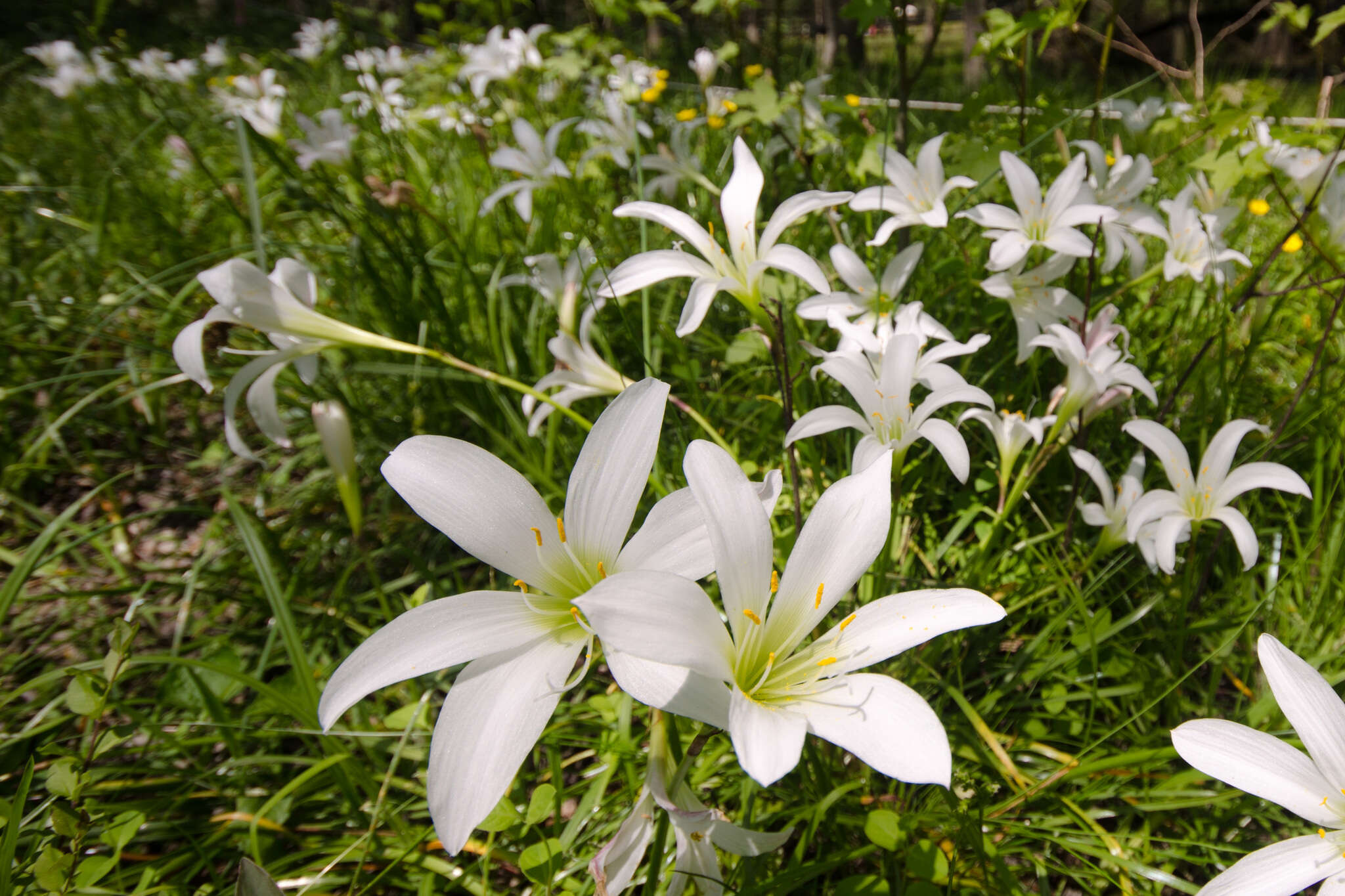 Zephyranthes atamasco (L.) Herb. resmi