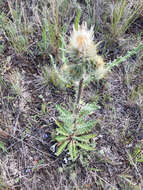 Image of white thistle