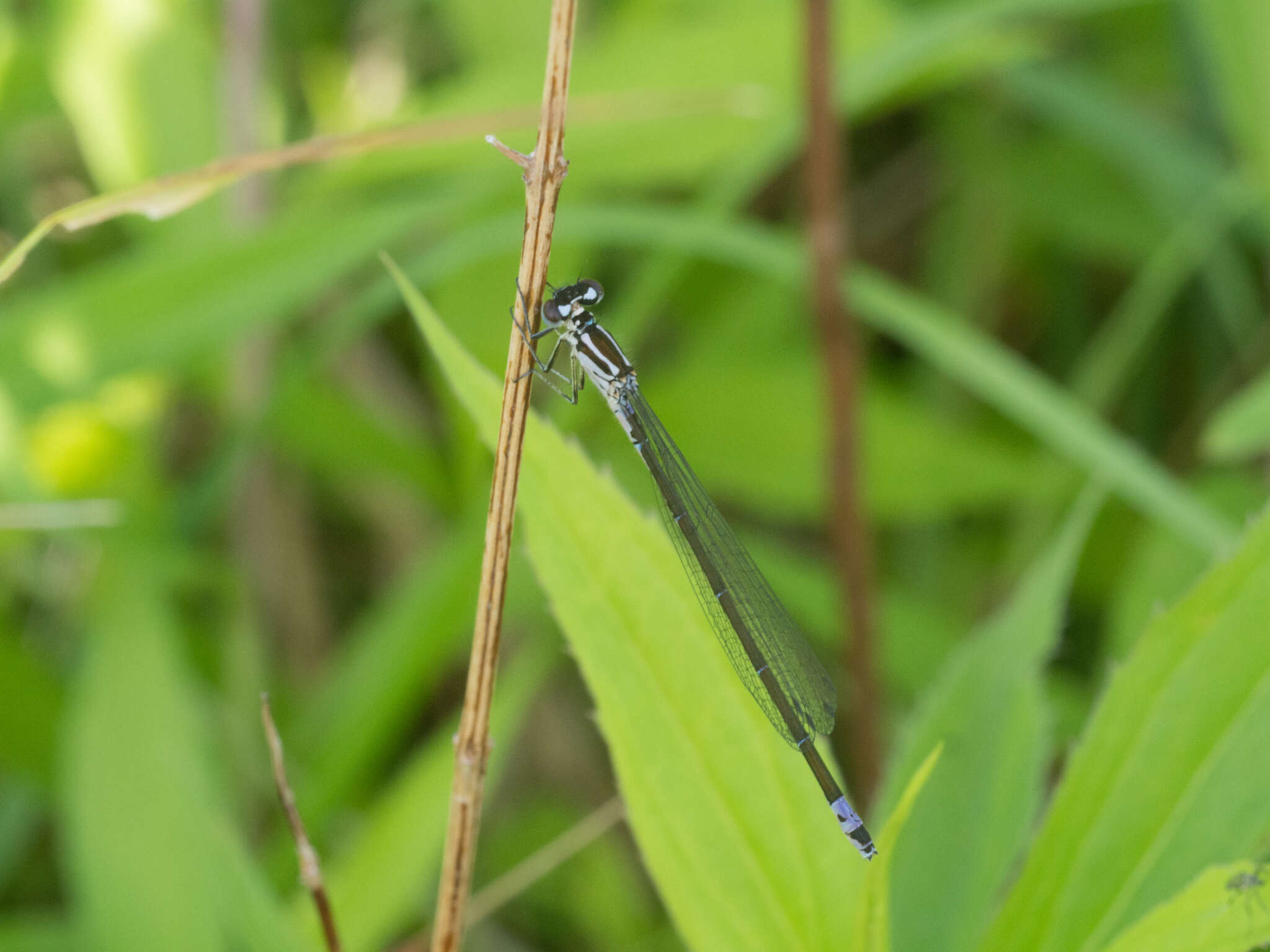 Image of Variable Bluet