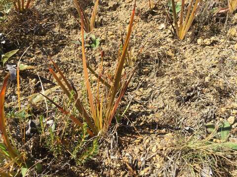 Image of Libertia peregrinans Cockayne & Allan