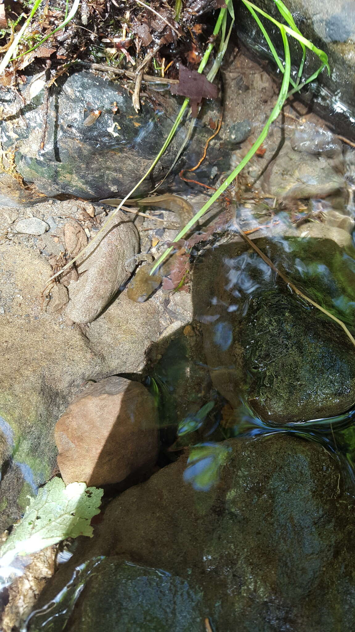 Image of Cope's Giant Salamander