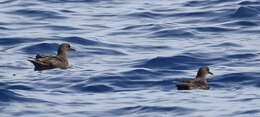 Image of Christmas Shearwater