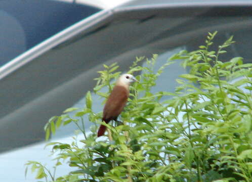 Image of White-headed Munia