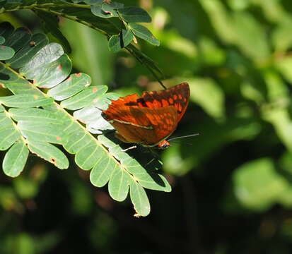 Imagem de Charaxes lasti Grose-Smith 1889