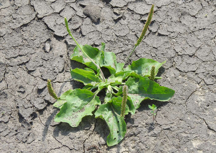 Plantago uliginosa F. W. Schmidt resmi