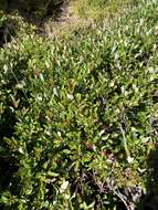 Image of Salix taiwanalpina Kimura