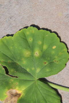 Image of Puccinia pelargonii-zonalis Doidge 1926