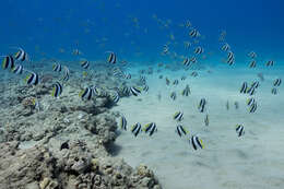 Image of Bannerfish