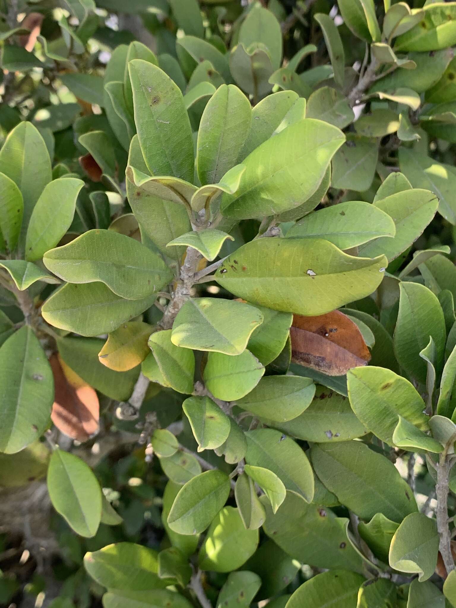 Image of Forest milkberry