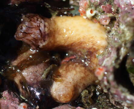 Image of pseudo-white sea cucumber