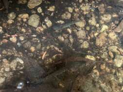 Image of Tarahumara Salamander