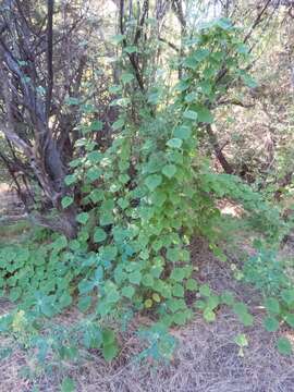 Image of Wild Balsam-Apple