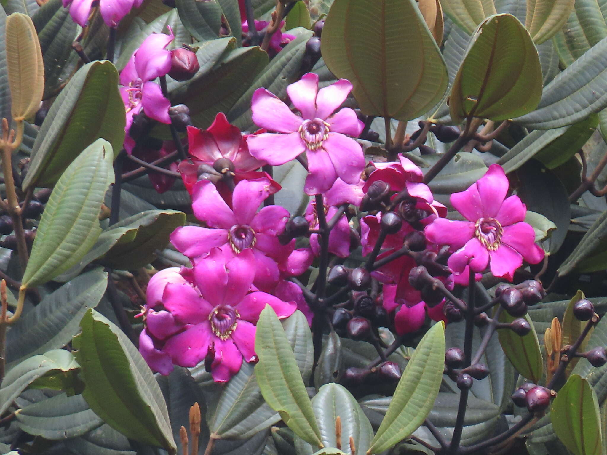 Imagem de Meriania heptamera Lozano & Alvear